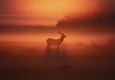 Sunrise Lechwe